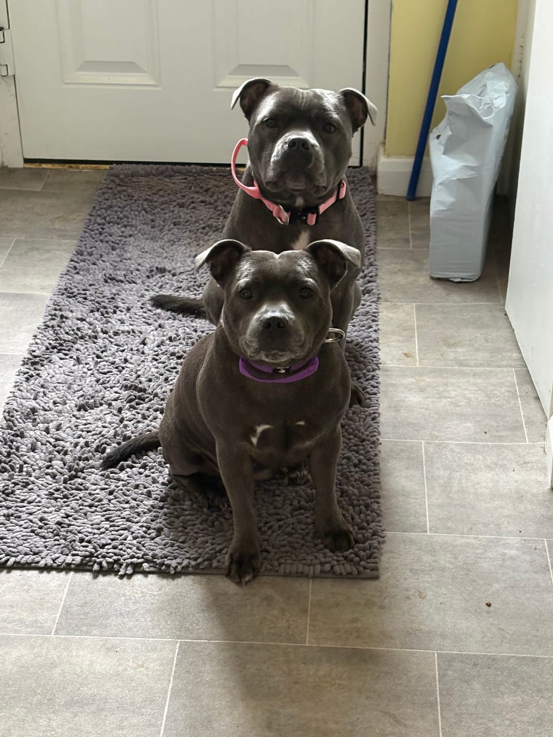 Customer photo review of Performance collar - 2.5cm (Smaller breed/Puppy) - Purple