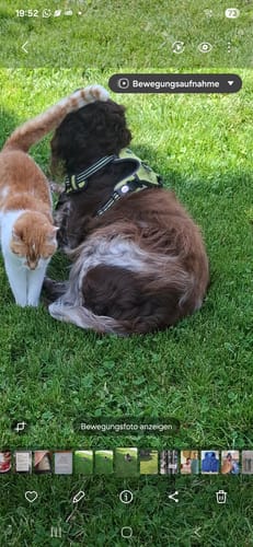 Rezensent zeigt seinen Hund mit schönem Fell nach der Anwendung von Shiny Hair, der auf dem Rasen neben einer Katze liegt.