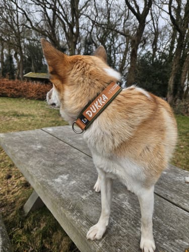 Customer photo review of Neoprene Dog Collar with Name - M | 4Kyon