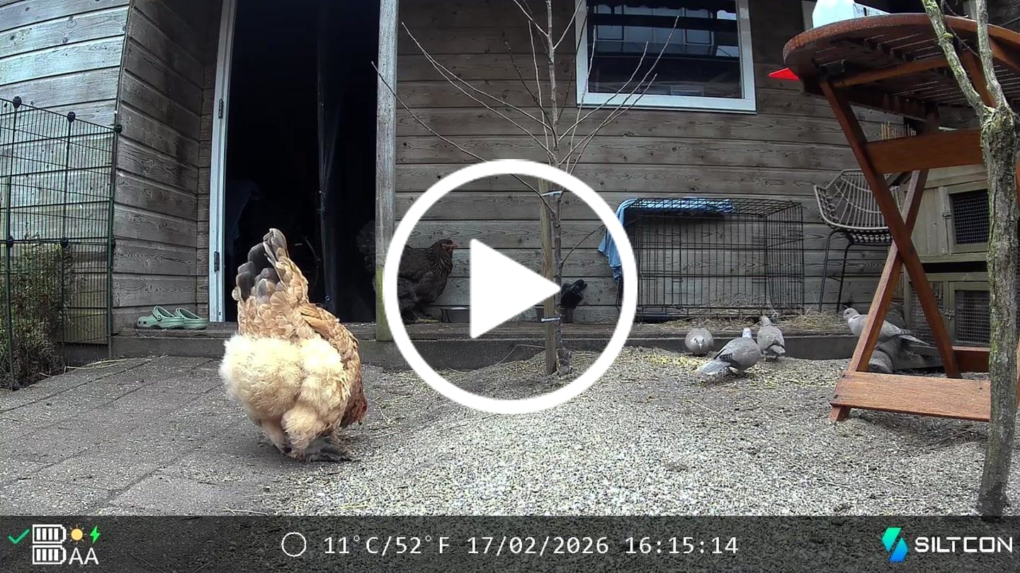 Customer video review of Siltcon® Wildcamera Nachtzicht en wifi 4K