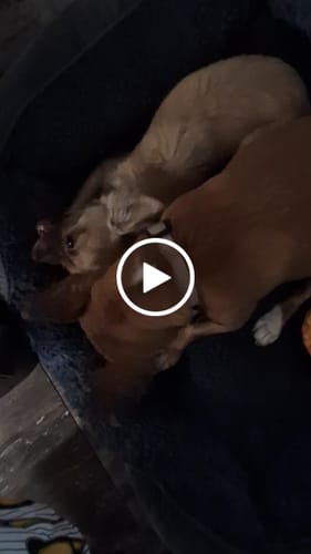 Customer video review of Long-Lasting Yak Chews — 6 Flavor Pack