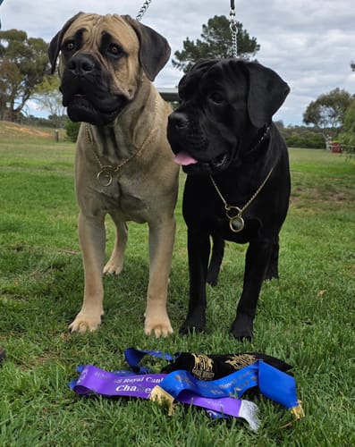 Customer photo review of Leather Dog Leash  - Hand Made Black & Brass