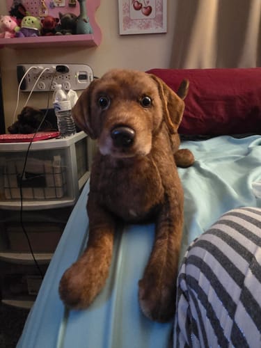 Custom Petslify plush reviewed by Dacoda B., handmade replica of their pet