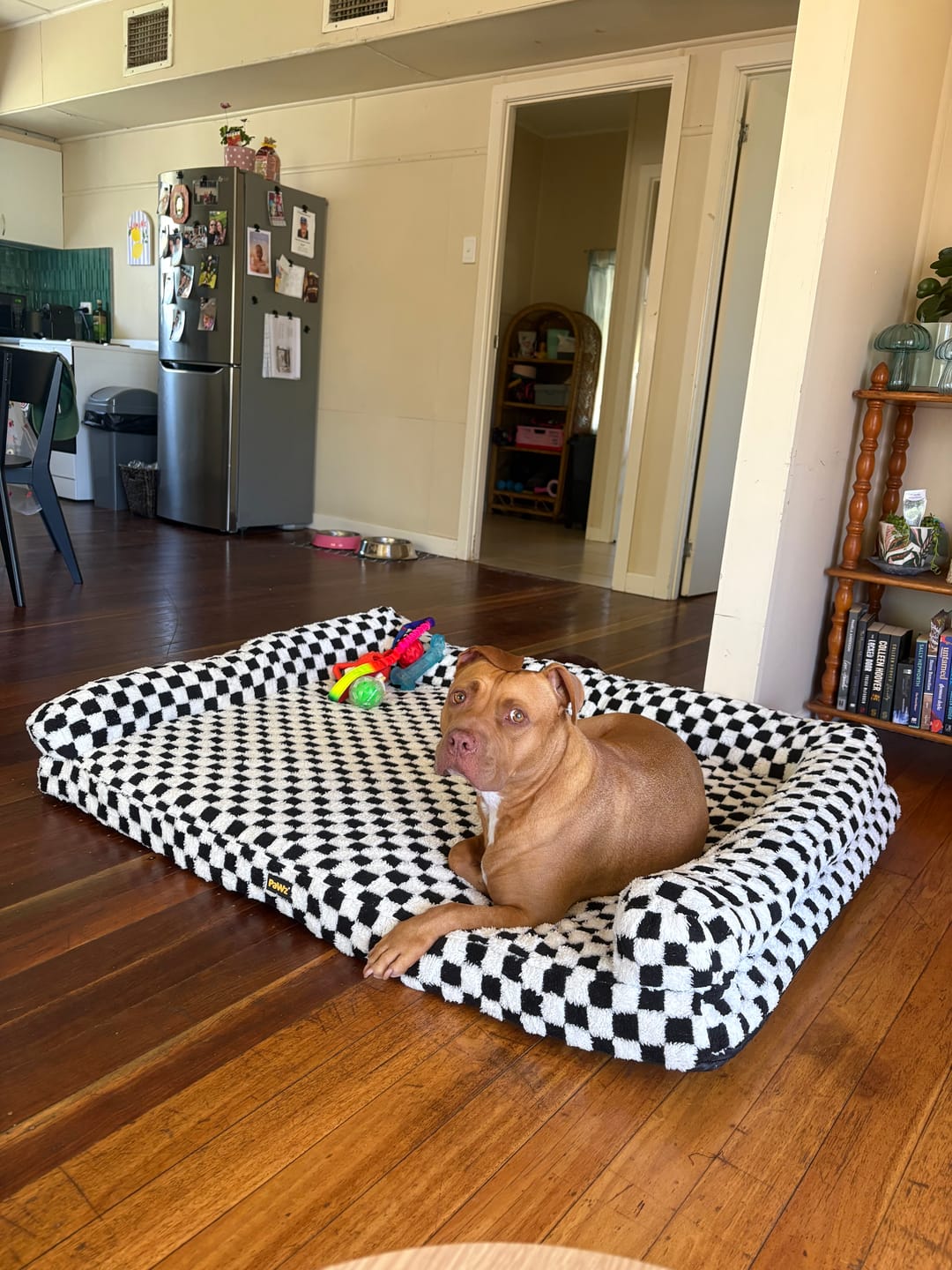 Customer photo review of Orthopedic Dog Bed Pet Mat Calming Checkered Plush Sofa Washable