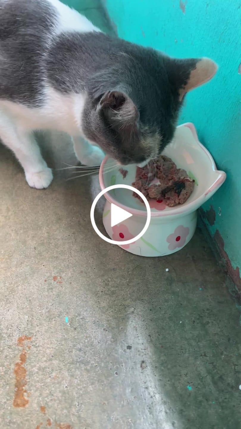 Customer video review of Alimentación Natural - Barker Cat Pollo