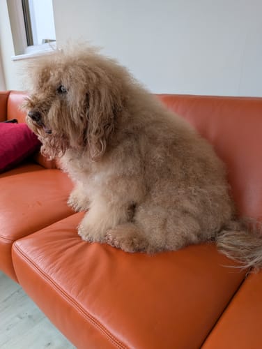 Customer photo review of Baby Fresh Dog Shampoo (5L)