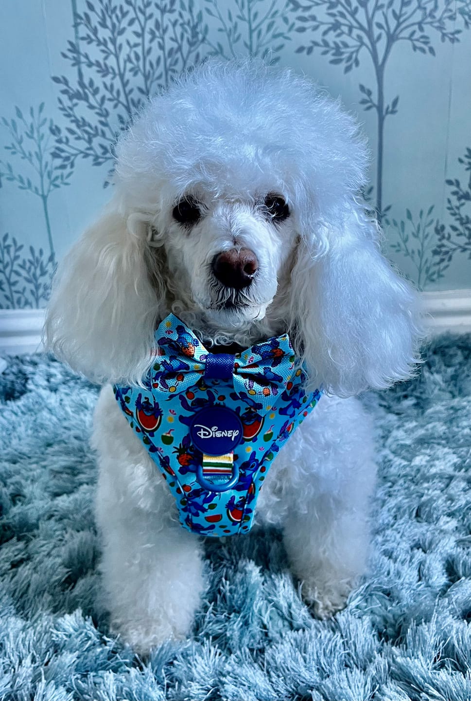 Customer photo review of Disney© Bow Tie - Stitch's Fruit Fiesta
