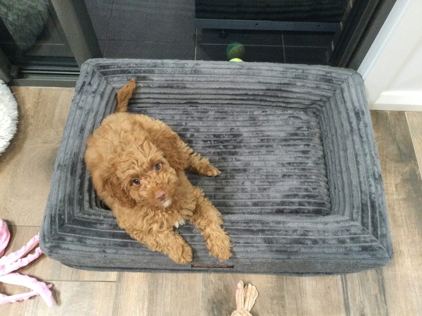 Customer photo review of Orthopaedic Dog Bed – Waterproof & Washable
