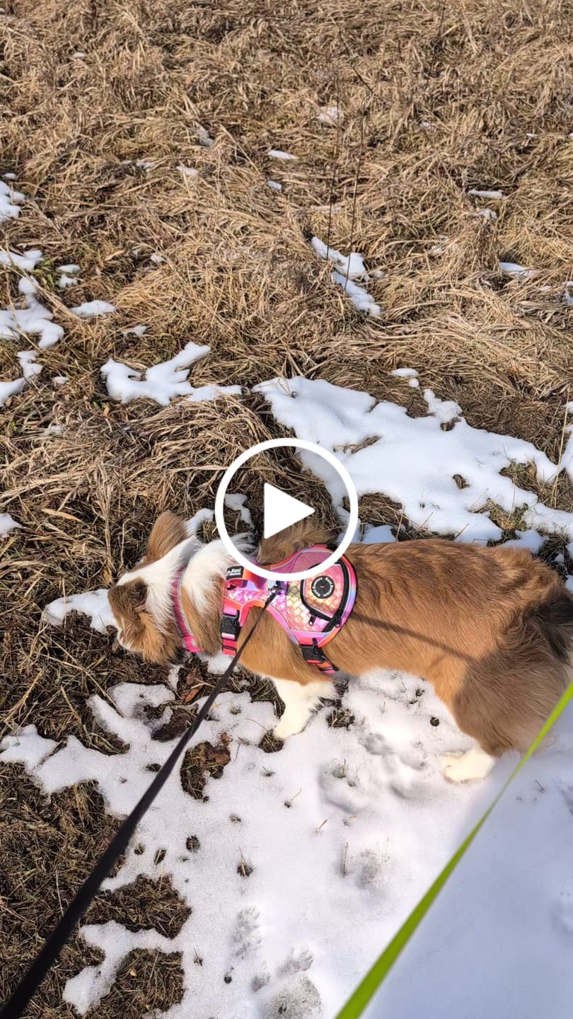 Customer video review of Fuchsia Meadows - Adventure Leather Harness