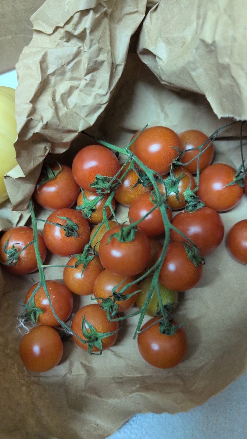 Customer photo review of Tomaten Cherry-Rispen rot Bio Sizilien