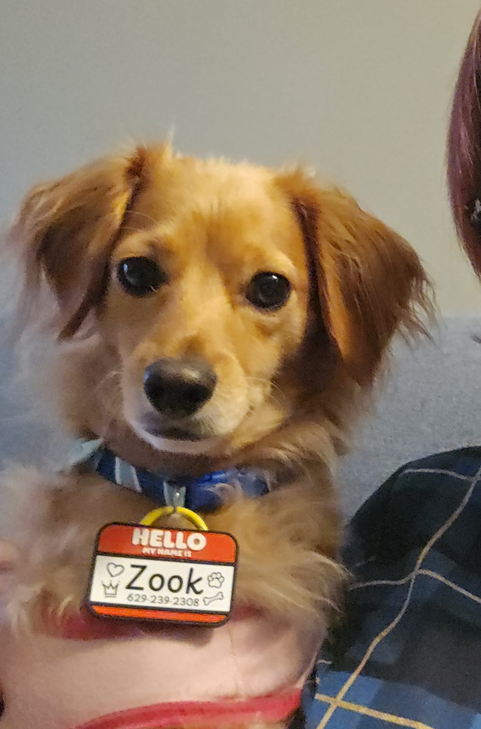 Customer photo review of HELLO Jiby Pet ID Tag