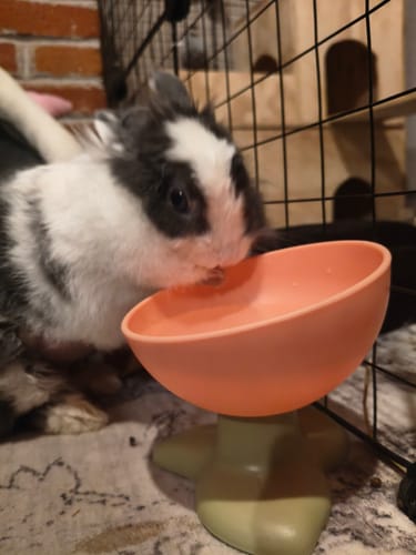 Customer photo review of CT1732 1 Pieza de Tazon Elevado Para Mascota