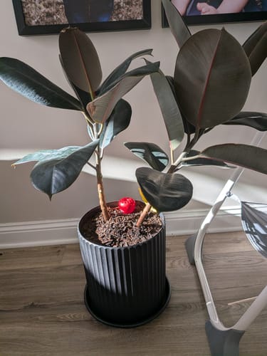 Customer's healthy rubber plant in a black ribbed pot, with a gnat trap in the soil, after using the Houseplant Pest Spray.