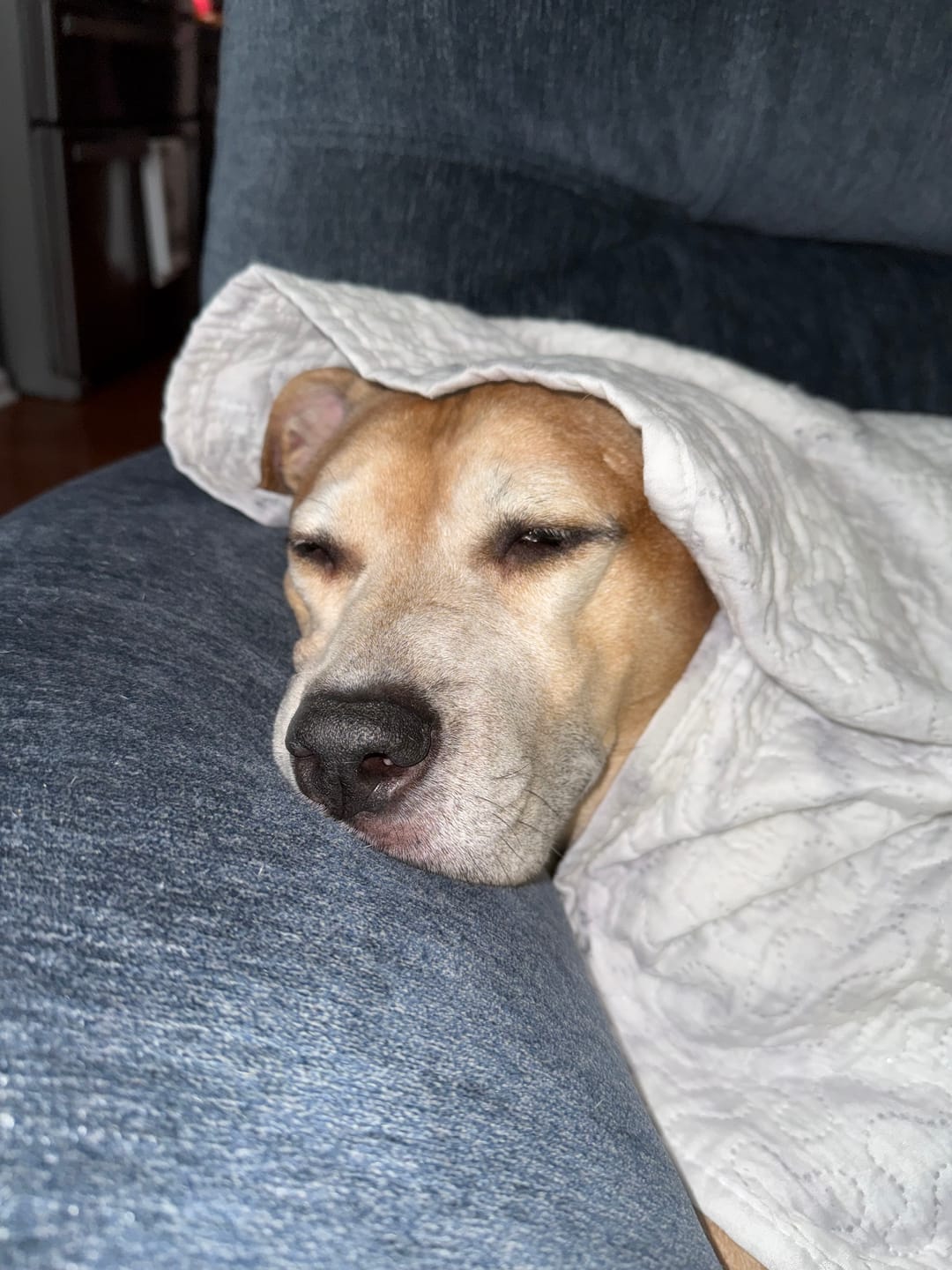 Customer photo review of SUPER DOSE MCT CBD Oil : 4 oz - 4,000 mg! : PET & HUMAN