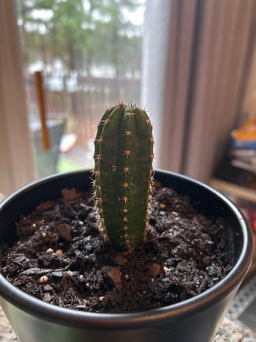 Customer photo review of Trichocereus Pachanoi | Non-PC San Pedro Cactus