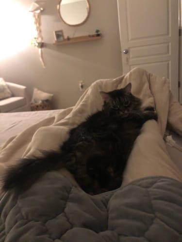 Customer photo review of Cat Itchy Skin & Healthy Coat Remedy