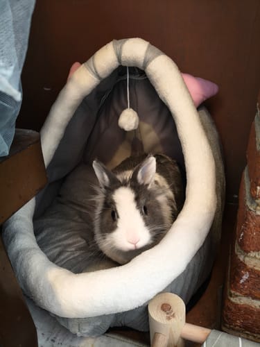 Customer photo review of CT3118 1 Pieza De Cama Con Diseño Para Mascota