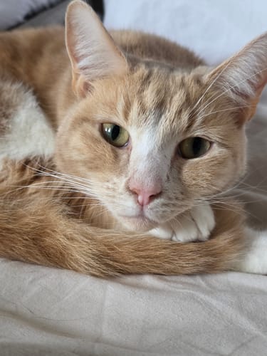 Customer photo review of 1 month supply - 4 Cats