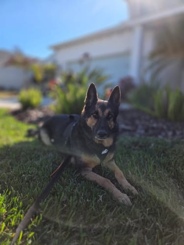 Customer photo review of No Pull Bully Proof Harness