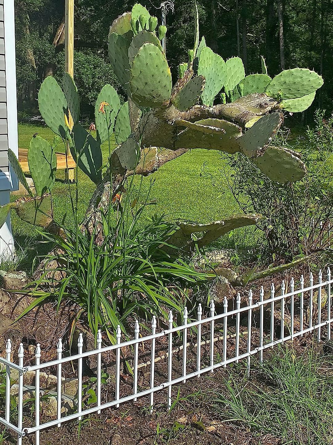 Customer photo review of Metal Garden Fence 60×60cm, 5 Panels (3m), No-Dig Dog & Flower Bed Fence