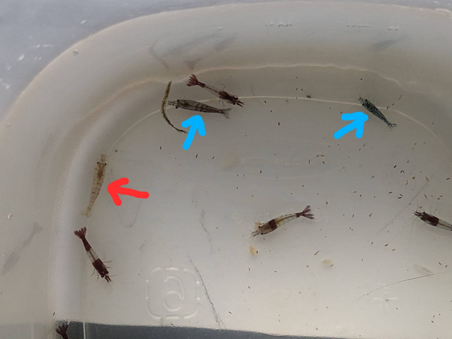 Customer photo review of Red Rili Shrimp