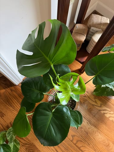 Reviewer's healthy Monstera Deliciosa plant with large fenestrated leaves and bright new growth.