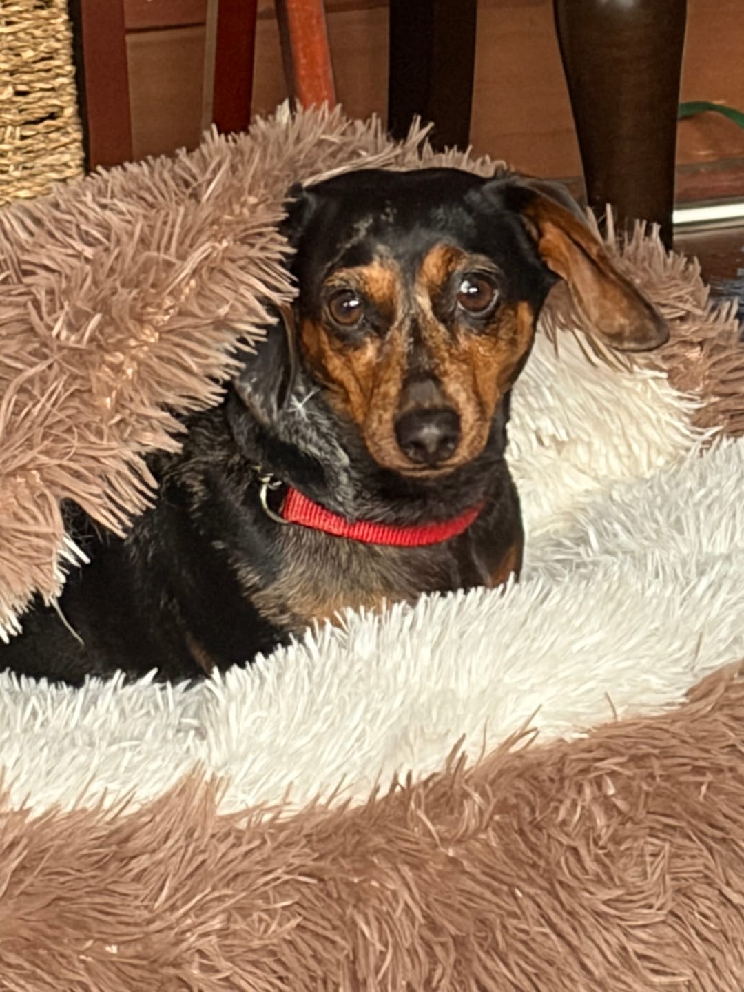 Customer photo review of The Dachshund Den™