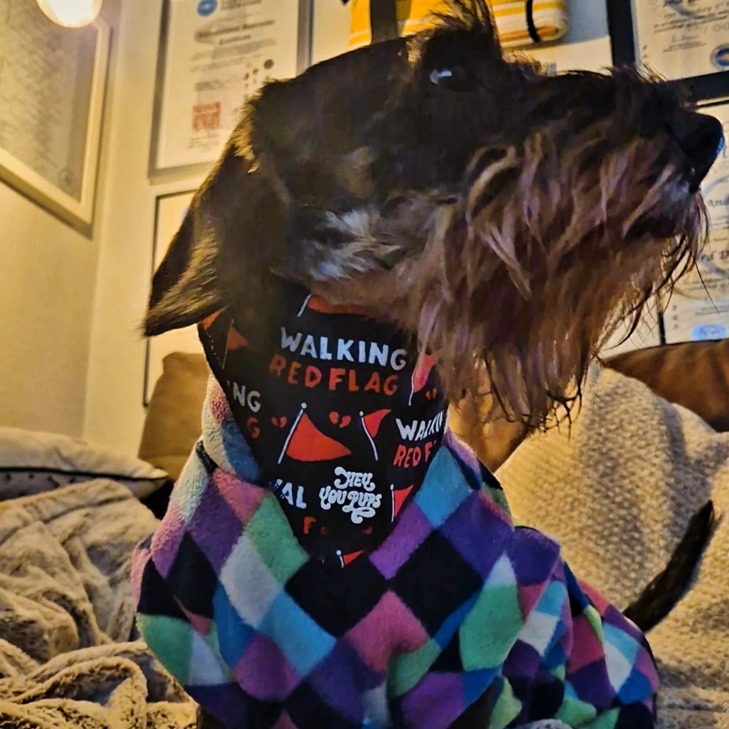 Customer photo review of Walking red flag bandana