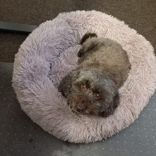 Customer photo review of Puppery Hundebett Wolke 7 - Das Original