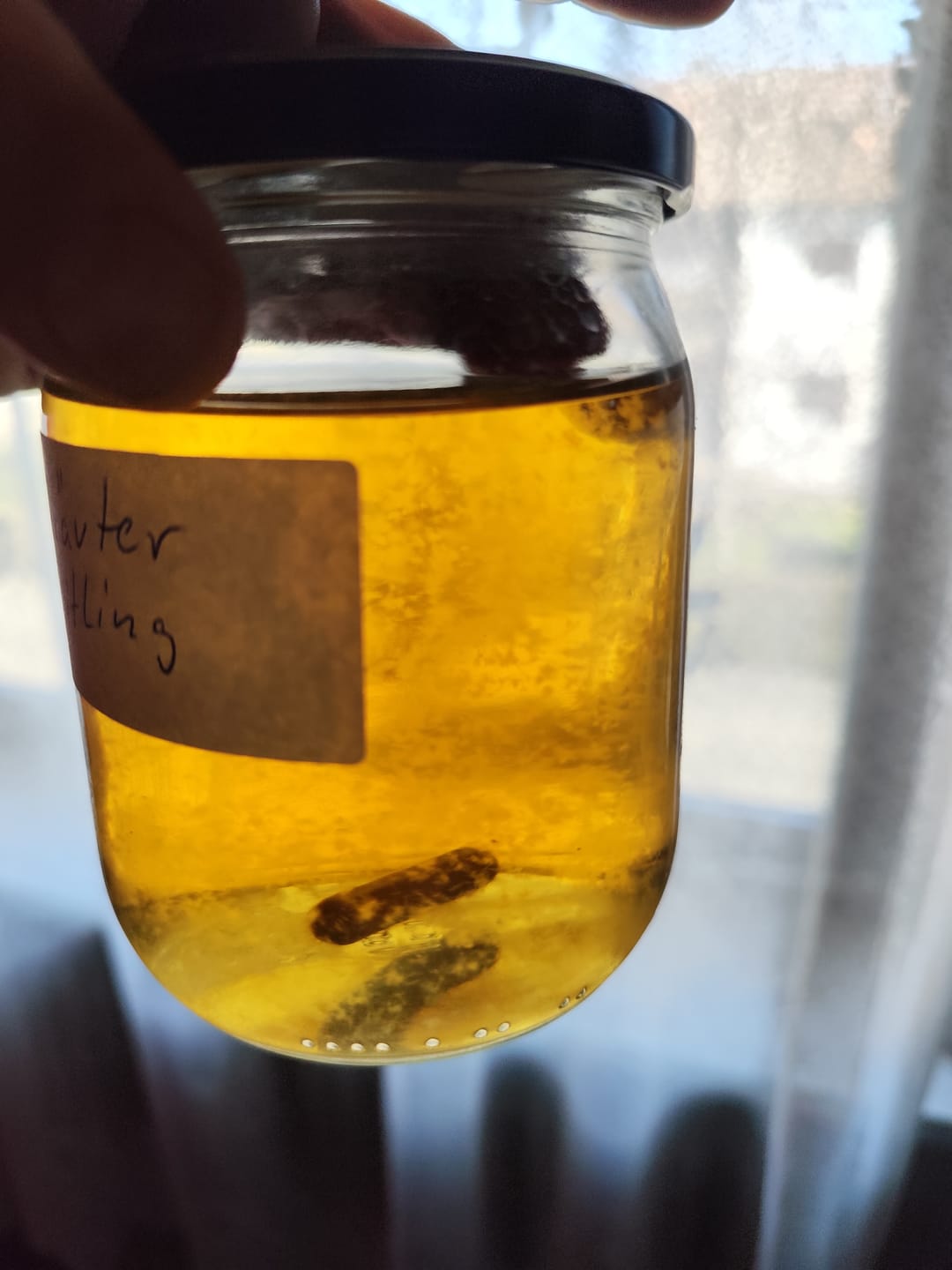 Customer photo review of Austernseitling | Pleurotus ostreatus Flüssigmyzel