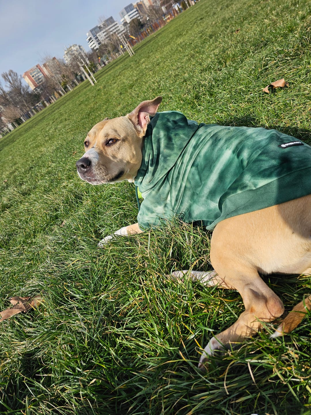 Customer photo review of Velvet Dog Hoodie - Emerald Green