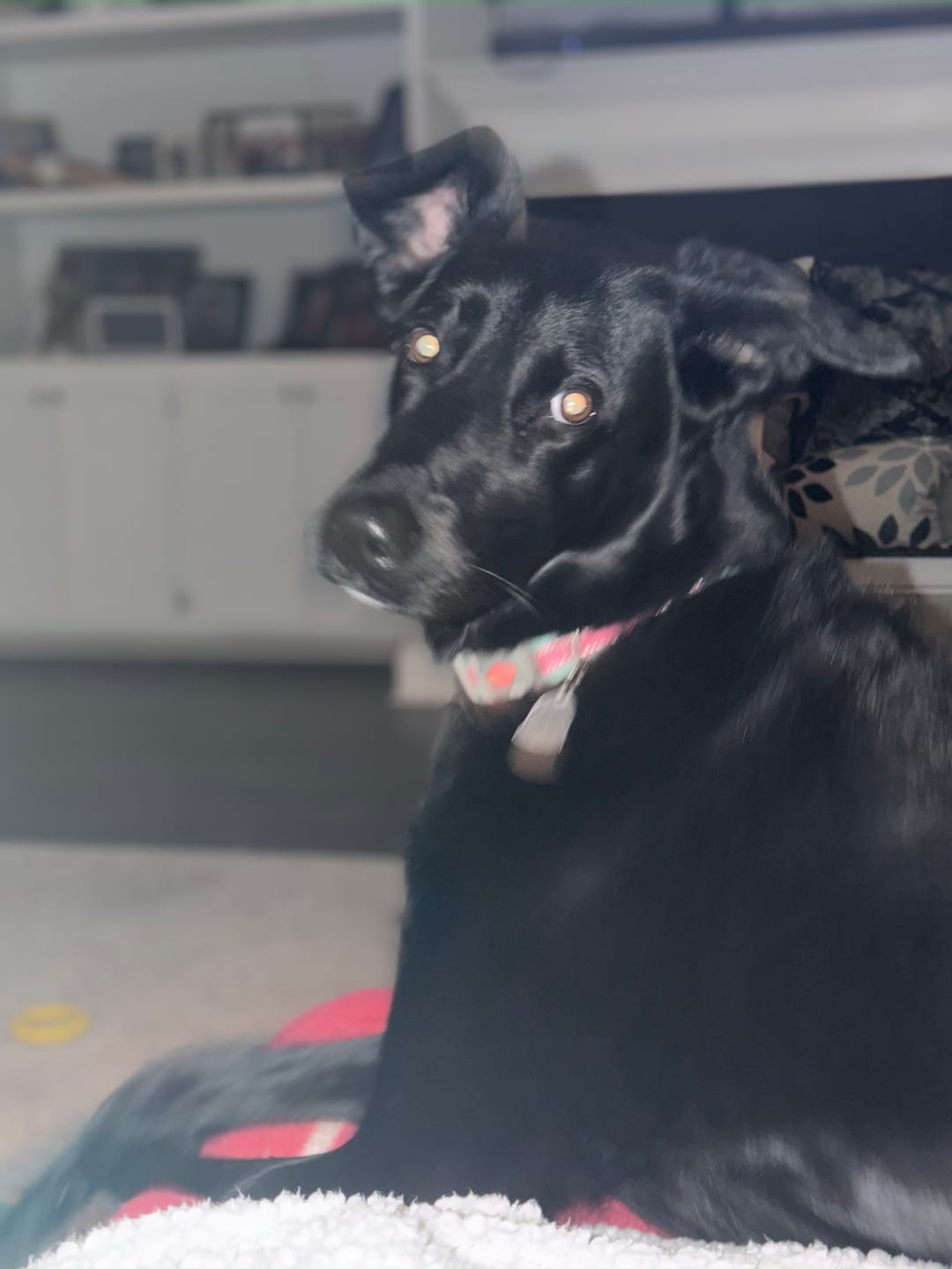 Customer photo review of 6 Inch Jumbo Bully Stick