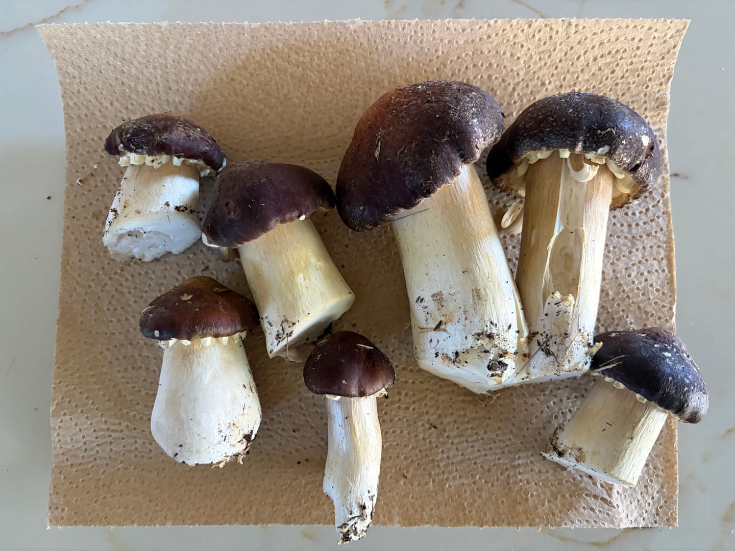 Customer photo review of Mushroom Spawn Bags (Made-to-Order)