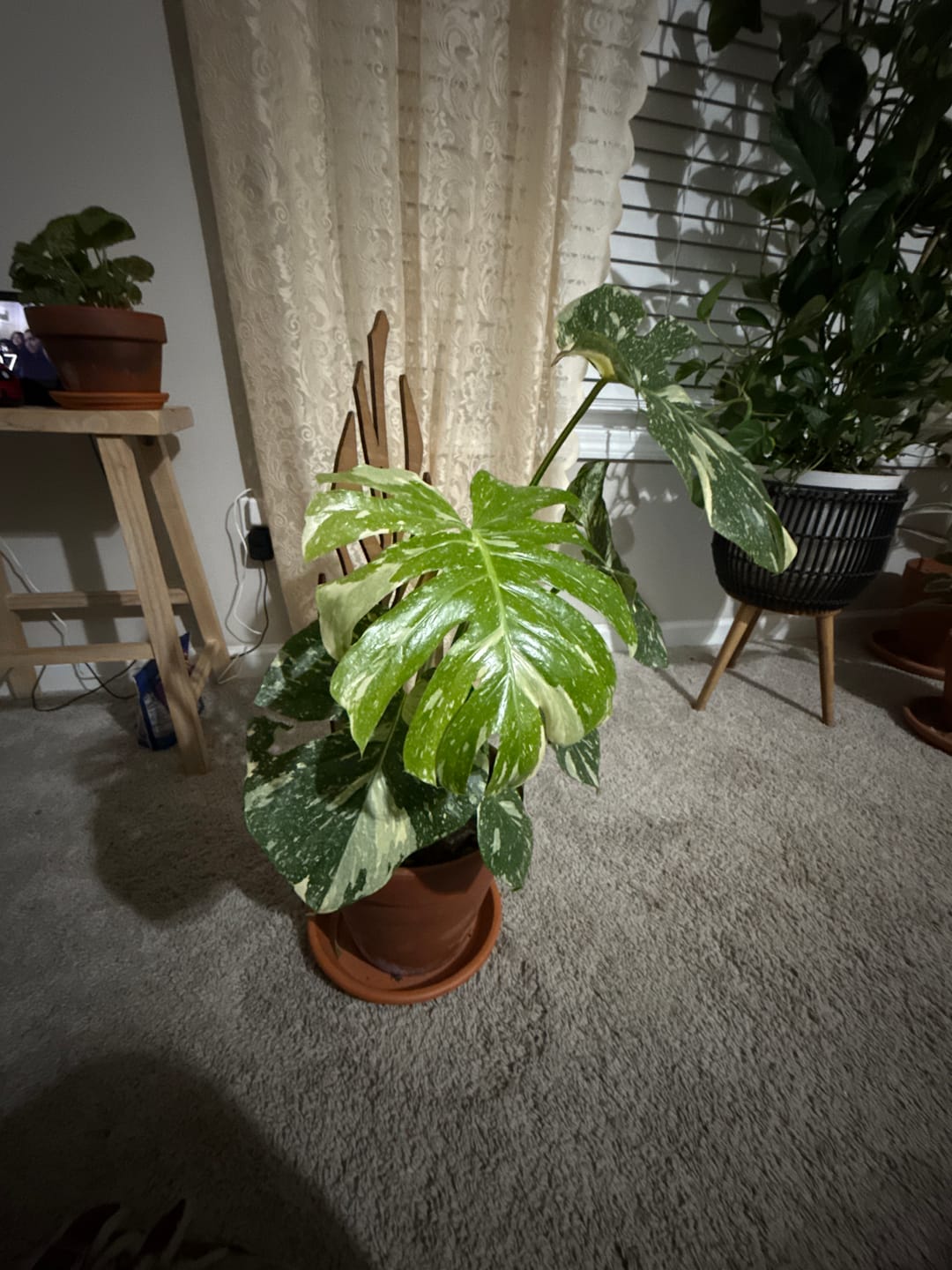 Customer photo review of Monstrella - Plant trellis inspired by the Monstera Leaf