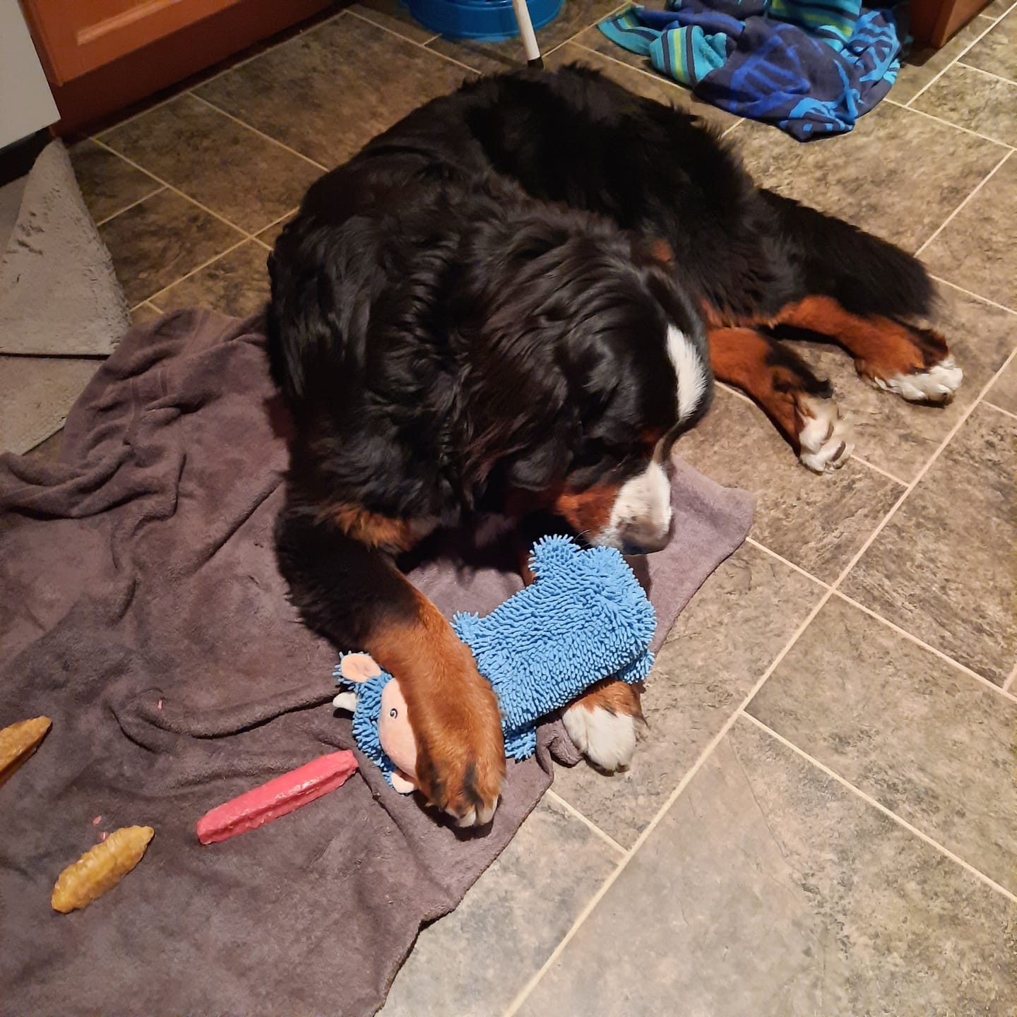 Customer photo review of Himalayan Yak Chew Flavor Pack