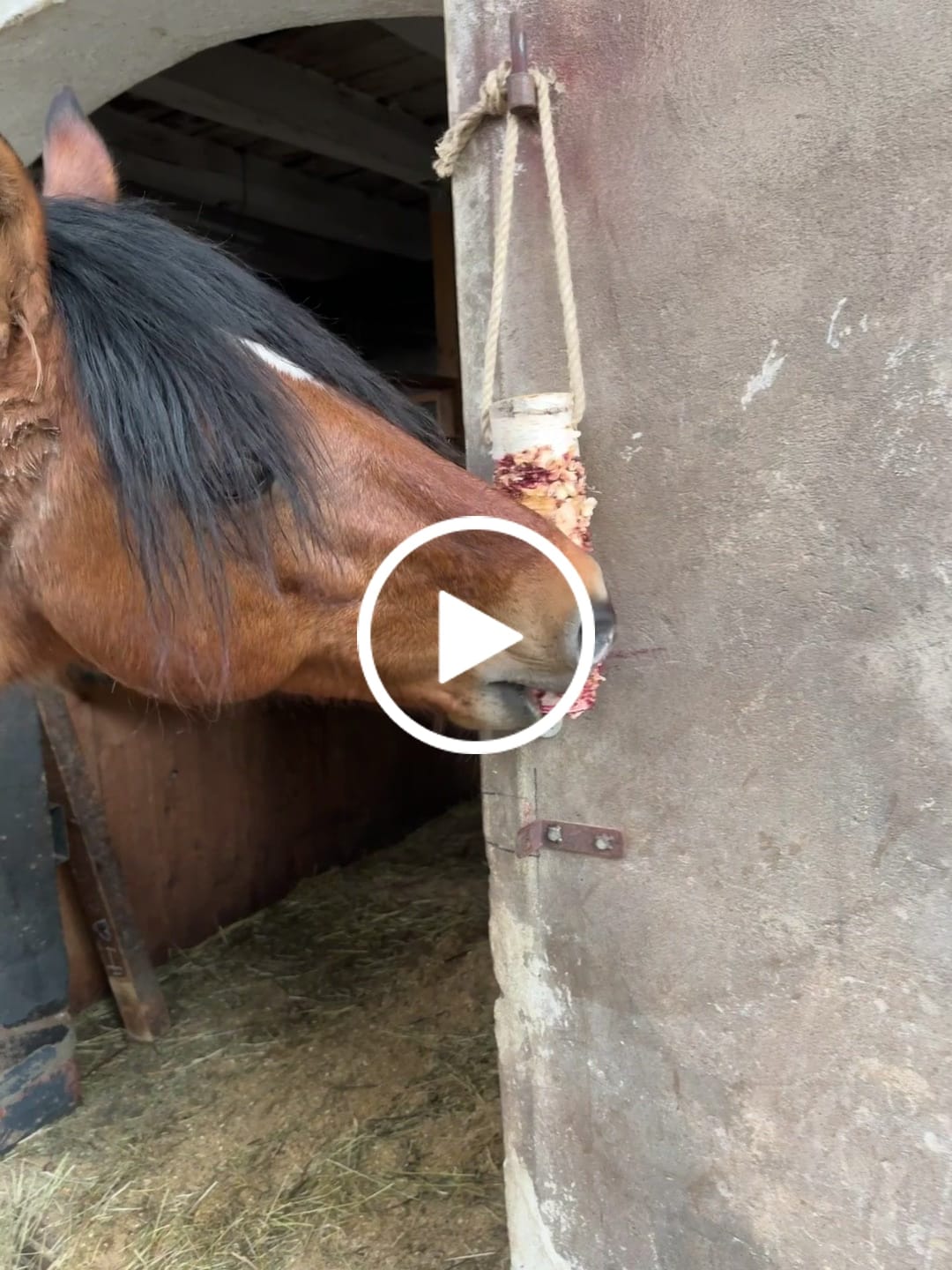 Customer video review of Knusperholz - limitiert! Der natürliche Knabberspaß für dein Pferd