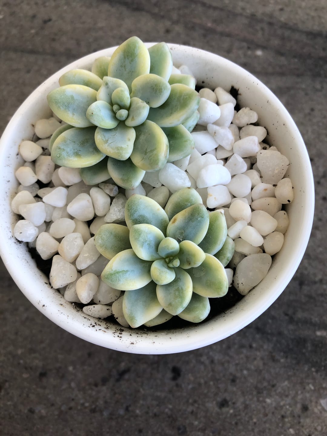 Customer photo review of Sedum clavatum variegated cuttings x 1