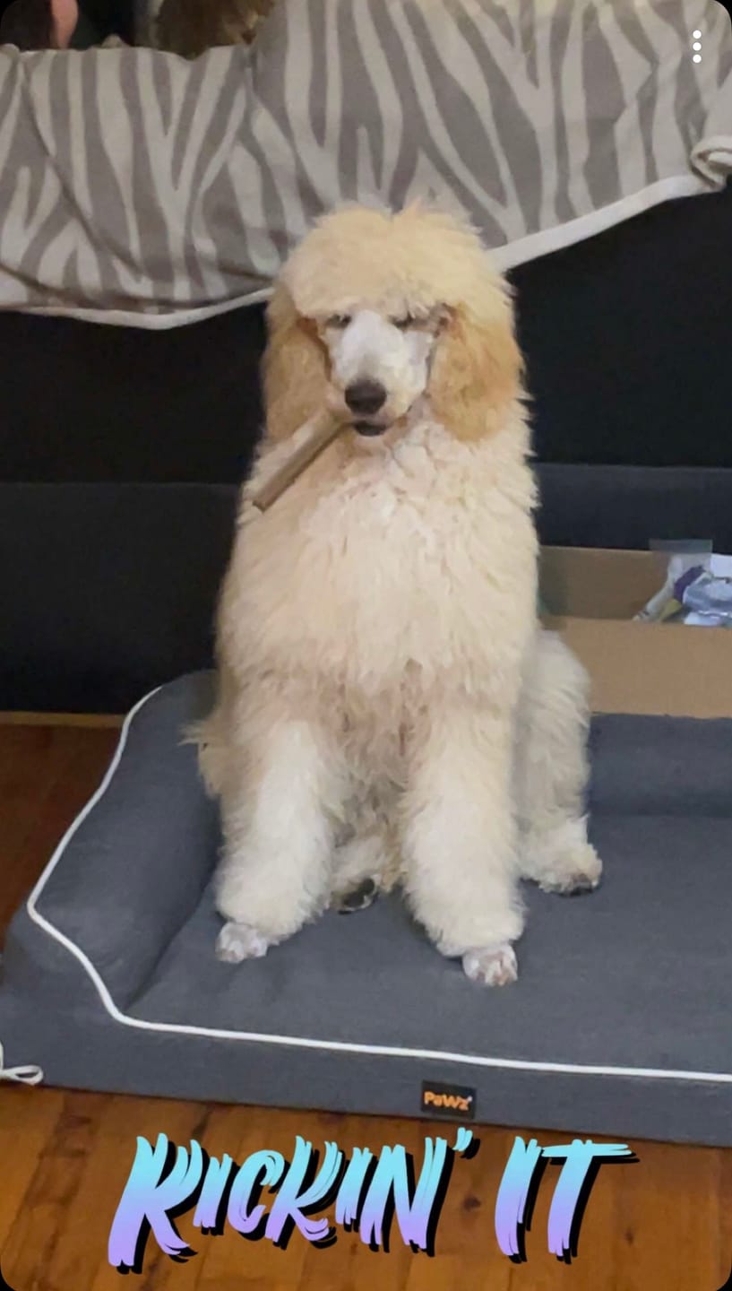 Customer photo review of Orthopedic Pet Bed Memory Foam With Cooling Gel