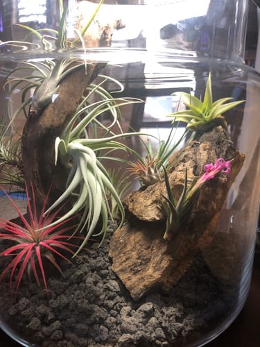 Customer photo review of Argentina Single  Miniature Species