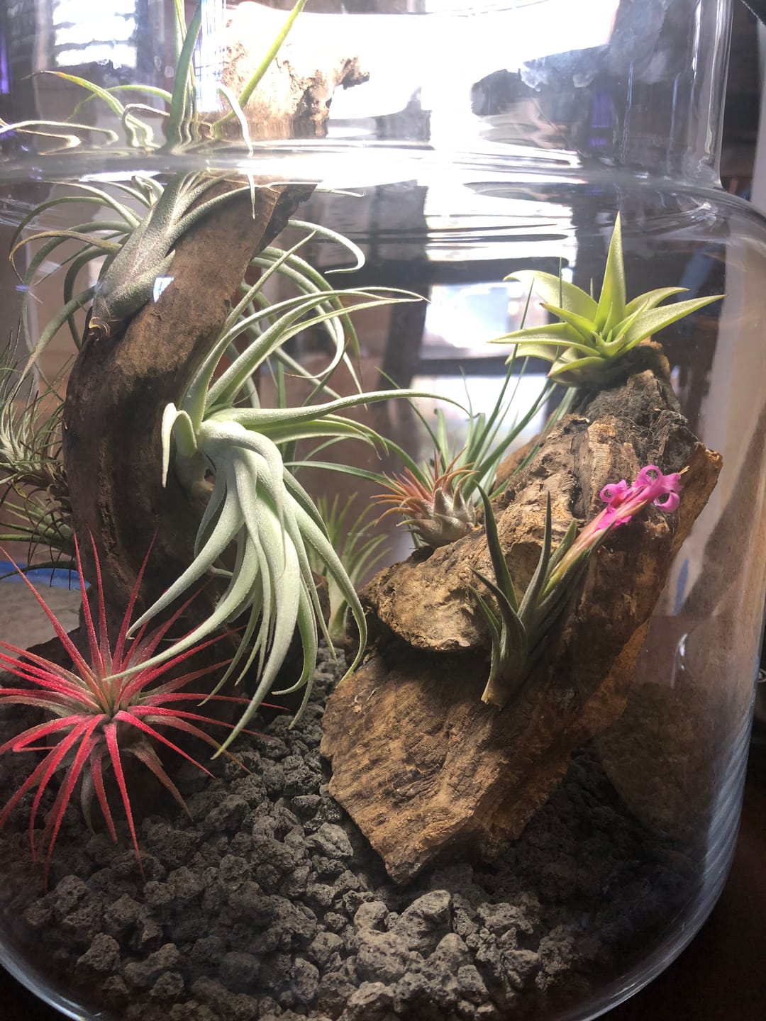 Customer photo review of Argentina Single  Miniature Species