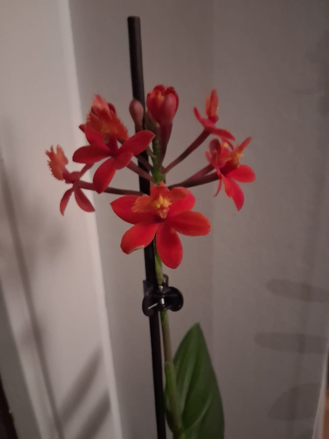 Customer photo review of Epidendrum Nordic Fire Dauerblüher mit orange-roten Blüten und 1 Rispe