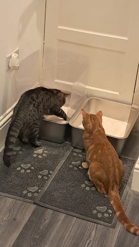 Customer photo review of 1 Month Supply – 2 Cat