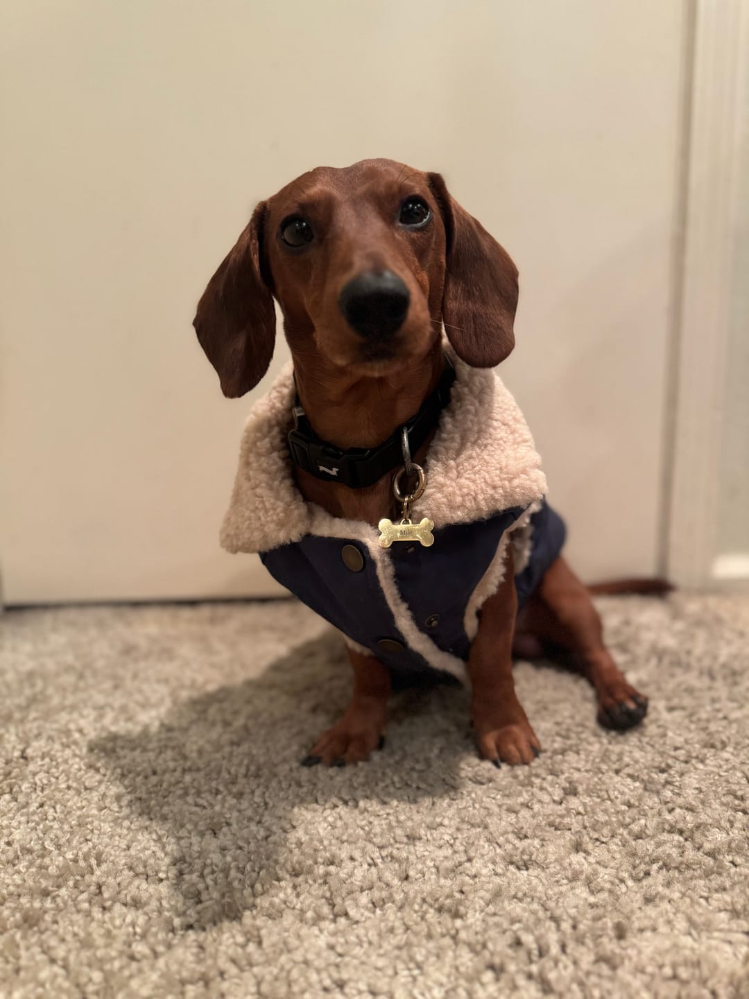 Customer photo review of Workdog Insulated Utility Jacket - Navy