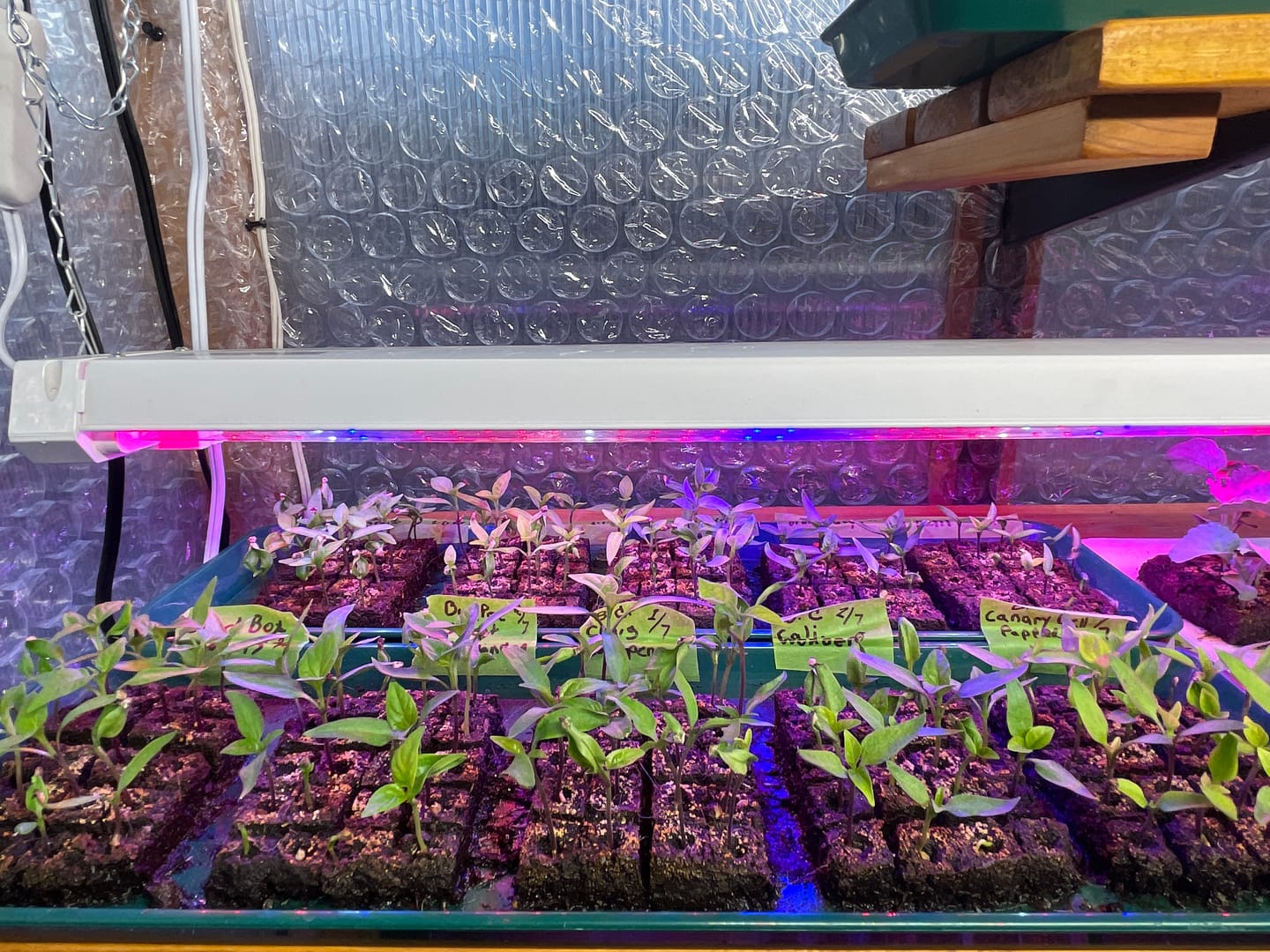 Customer photo review of Soil Blocking Mix*