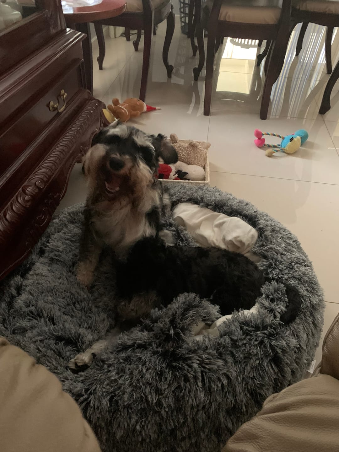 Customer photo review of Pet Cave Dog Bed - Removable Cover