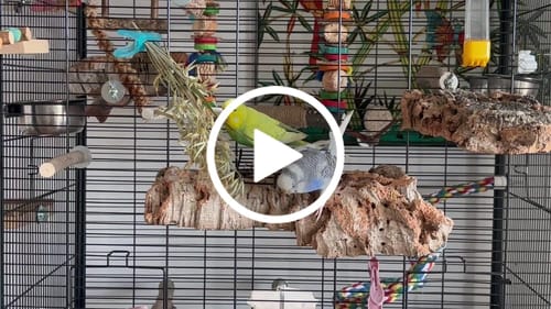 Customer video review of Haferrispen