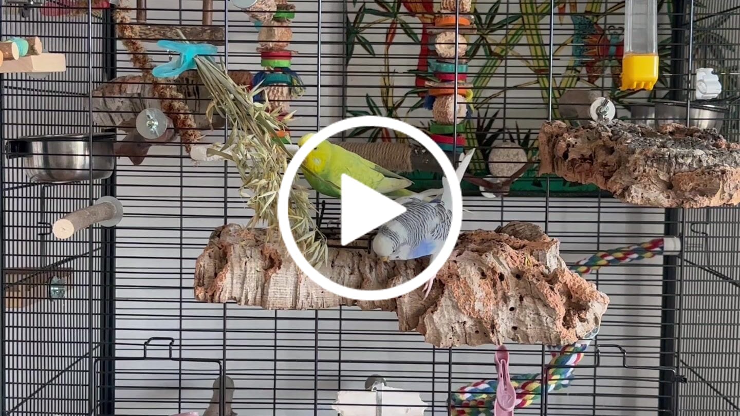 Customer video review of Haferrispen