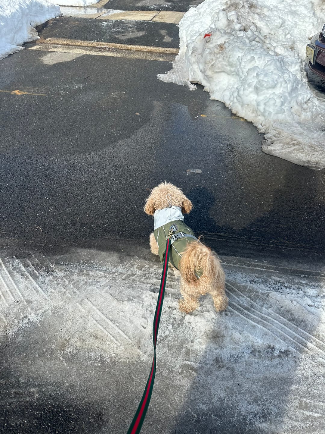 Customer photo review of Dog Luxury Winter Jacket