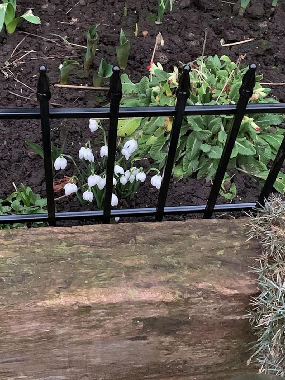 Customer photo review of Metal Garden Fence 60×60cm, 5 Panels (3m), No-Dig Dog & Flower Bed Fence