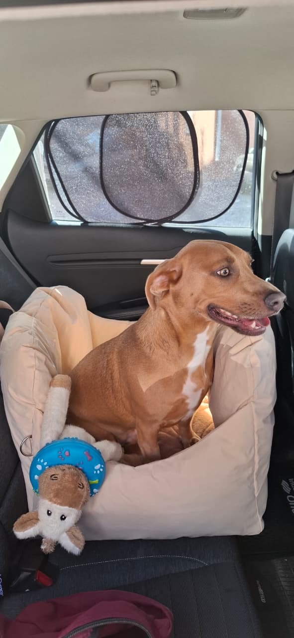 Customer photo review of Asiento Primera Clase THE DOGS — Viajes seguros y cómodos